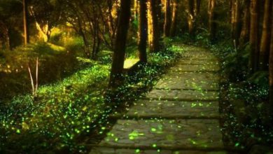 پارک کرم شب تاب