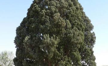 قدیمی ترین درخت جهان