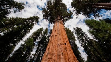 بلندترین درخت جهان