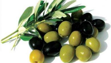 خواص زیتون