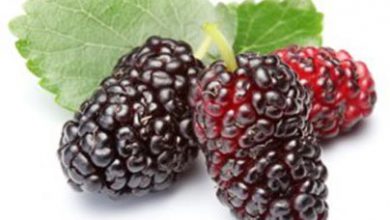 خواص شاه توت