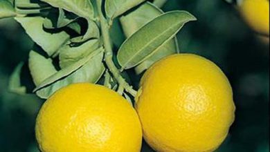 خواص لیمو شیرین