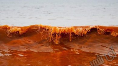 پدیده عجیب اقیانوسی