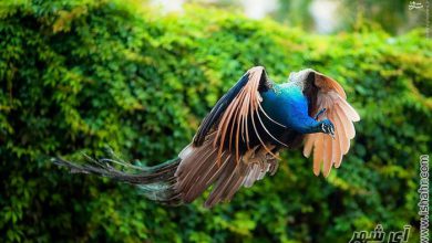 تصاویر لحظه پرواز طاووس