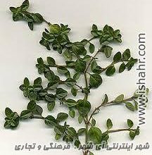 خواص کاکوتی