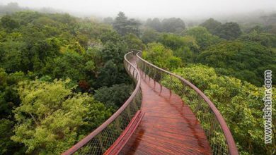 قدم زدن بر فراز جنگل