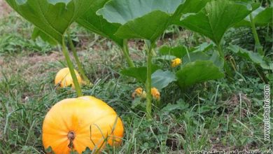 گیاه کدو حلوایی