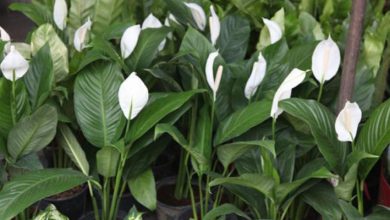 گیاه اسپاتی فیلوم