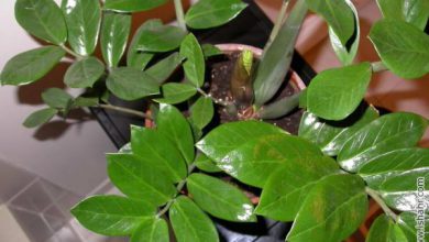 گیاه زامیفولیا