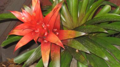 گیاه گازمانیا