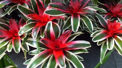 گیاه نئورِجِلیا