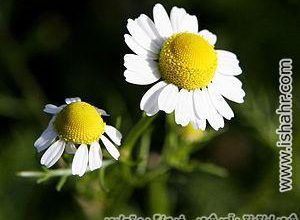 خواص بابونه