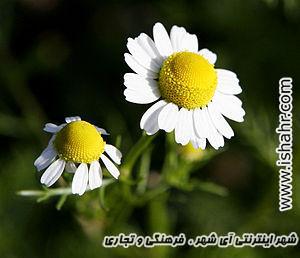 خواص بابونه