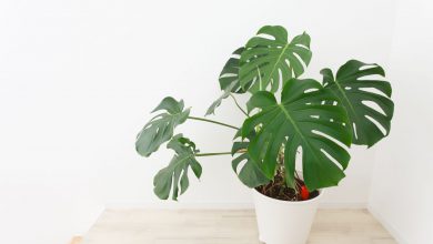 گیاه فیلودندرون