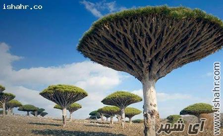 جزیره سوکوترا