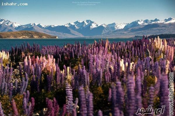 دریاچهی تیکاپو، حوزهی رودخانه مکنزی، نیوزلند