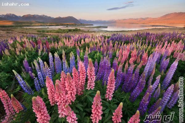 دریاچهی تیکاپو، حوزهی رودخانه مکنزی، نیوزلند