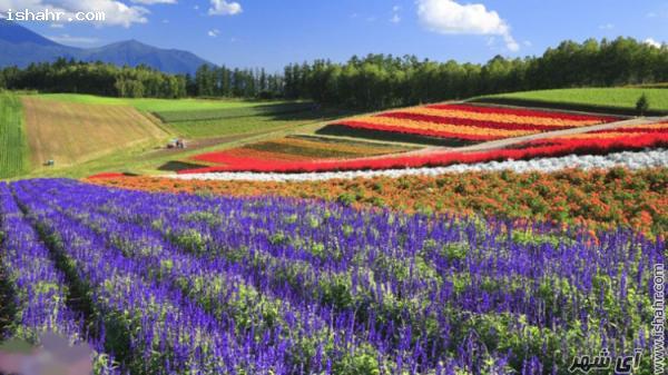 هوکایدو در ژاپن