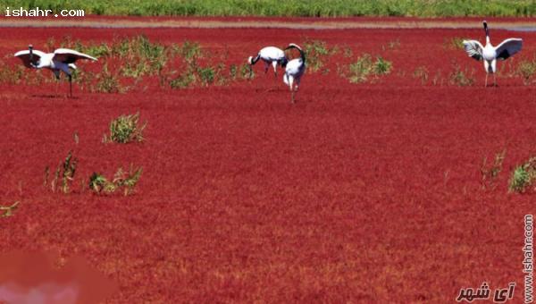 ساحل قرمز در پانجین چین