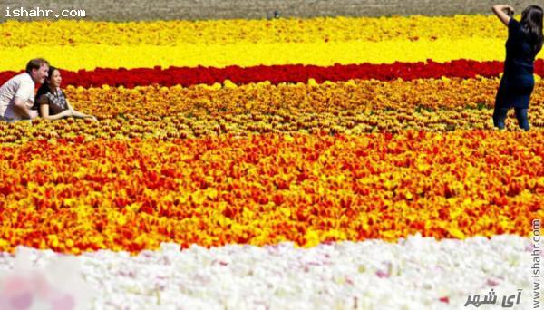 دشت های تولیپ در هلند