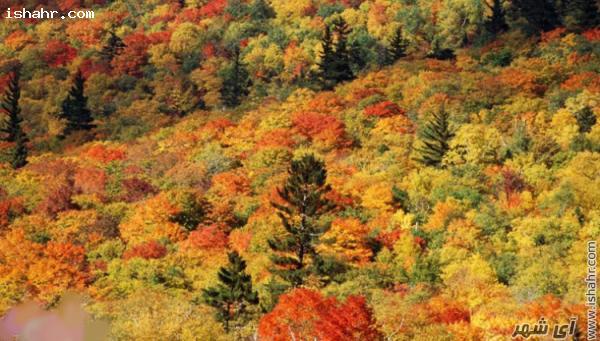 کوه های سفید در آمریکا