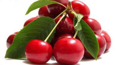 خواص آلبالو